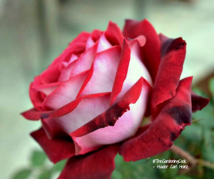 Red and White Osiria rose flower in bloom. Osiria rose care is quite difficult. This rose can be a challenge to grow.