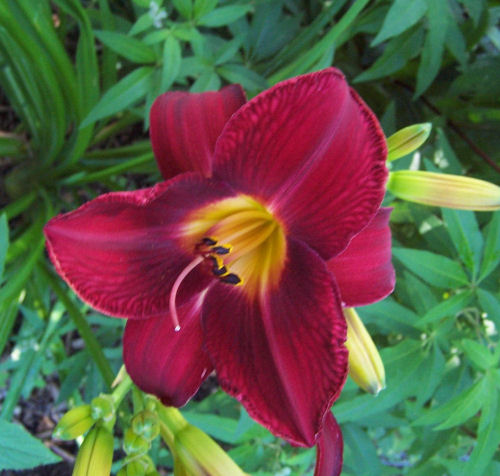 red volsdaylily