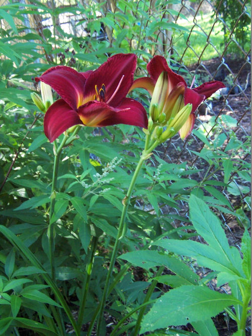Red vols daylily