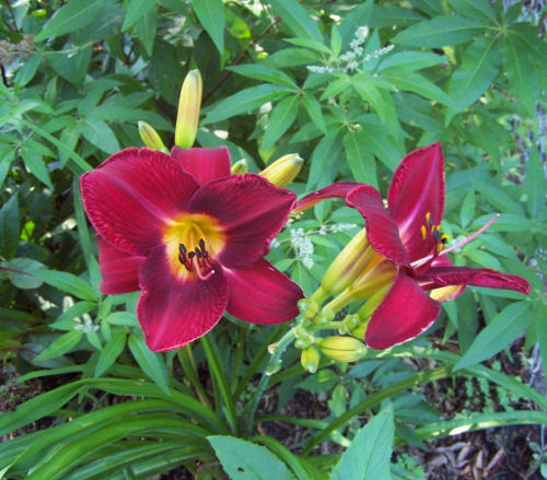 red vols daylily