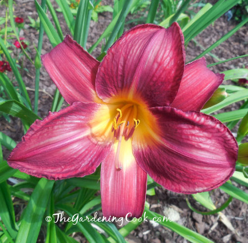 Red Vols Daylily was winner of the daylily of the year in 2000. The flowers are enormous.