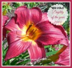 Red Vols Daylily is a True Garden Stunner