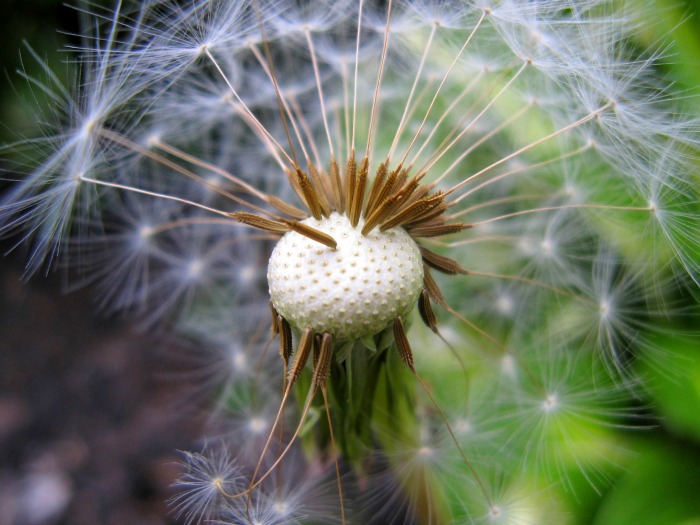 Don't compost weeds with seeds attached