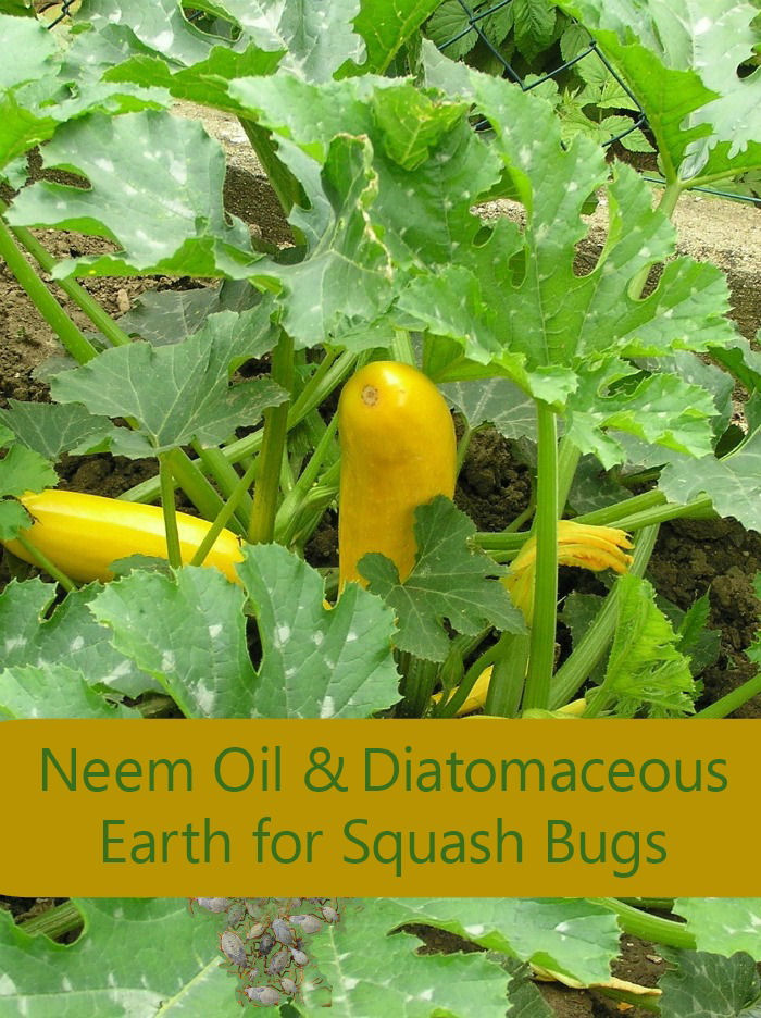 Squash in a garden with text overlay reading Neem oil and Diatomaceous earth for squash bugs