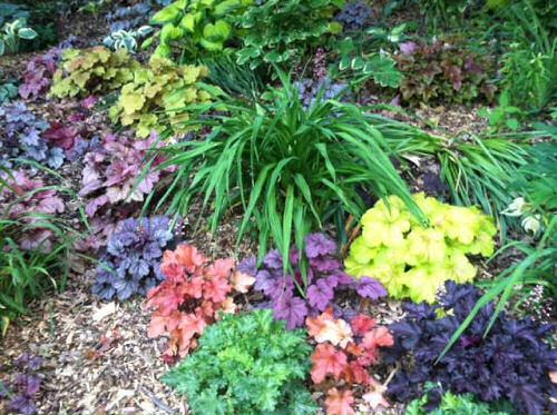 Coral Bells