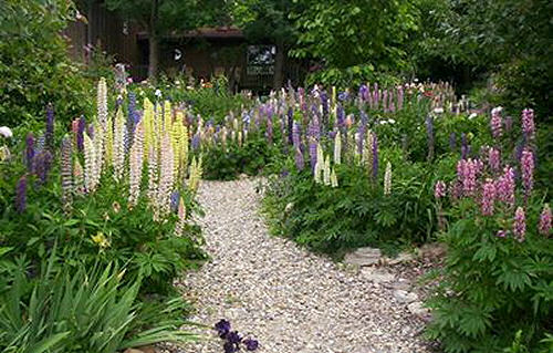 Lupines