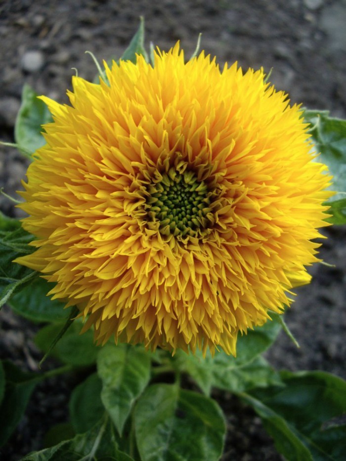 dwarf teddy bear sunflower