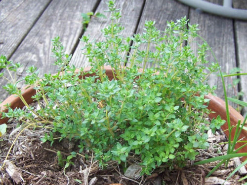 How to grow thyme