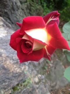Osiria rose purchased from Palatine Nursery