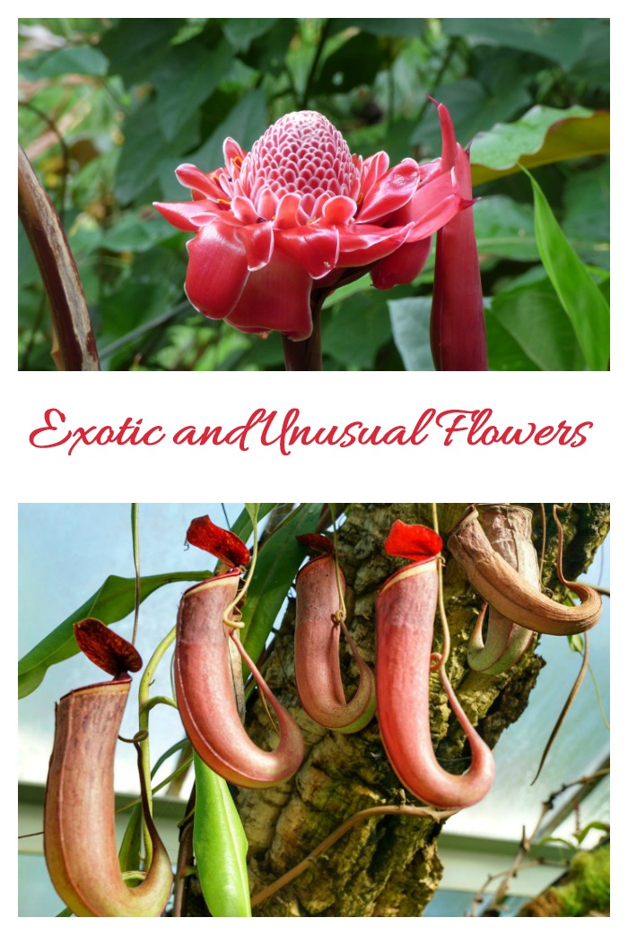 Rare and unusual flowers to add excitement to any garden setting