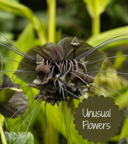 Collection of unusual flowers