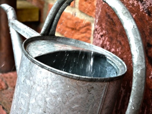 Add starchy potato water to a watering can