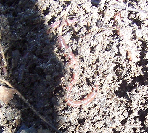 worms in compost