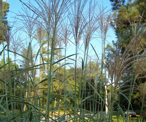 grassy tufts