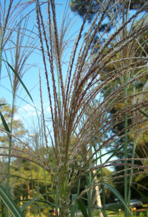 close up of grass shafts