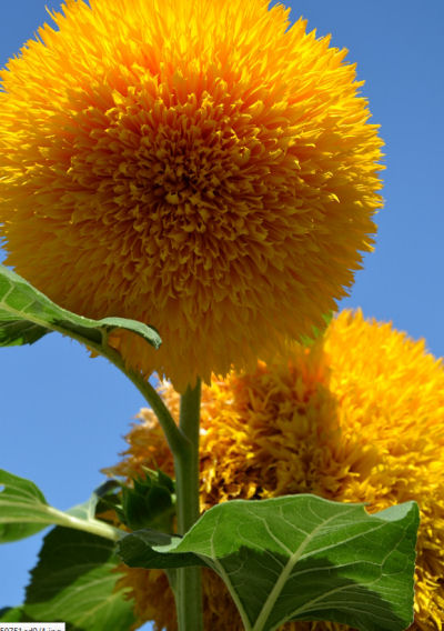 Teddy Bear Sunflowers