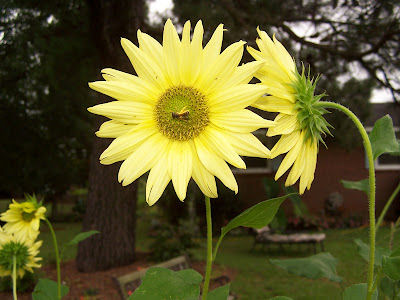 Sunflowers attract the bees and butterflies