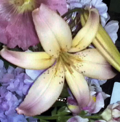 Parent lily before pollination