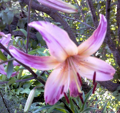 Lily after pollination by bees with stargazer pollen.
