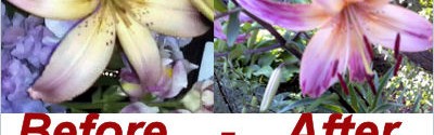 Did Bees Cause This Lily to Change Colors?