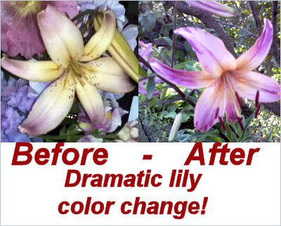 Dramatic lily color change