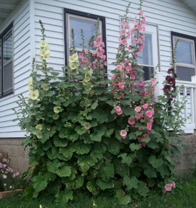 Holly hocks 2 seasons ago