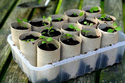 Toilet paper rolls make great seed starters
