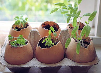 Egg shells as seed starters. Plant the whole thing and it adds calcium to the soil.