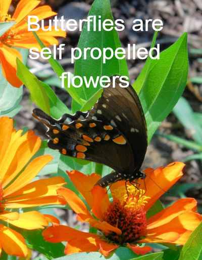 Butterfly quote