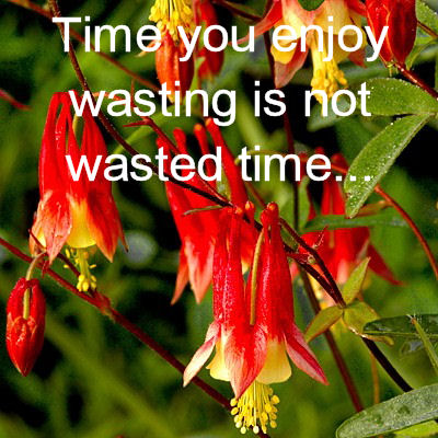 Happiness Quote