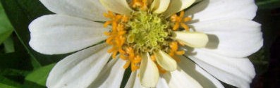 Gardening Quotes and Inspirational Sayings