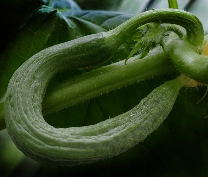 crooked cucumber shaped like a snake. Crooked snake like cucumber