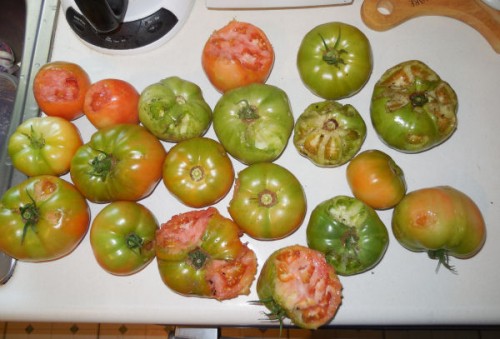 Harvest of squirrel eaten tomatoes