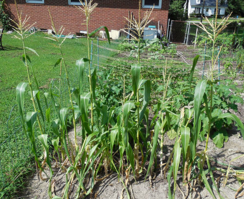 corn growning Corn before the squirrels, almost ready