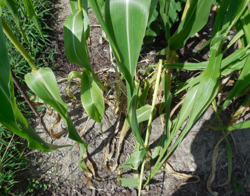 squirrel damage Corn after
