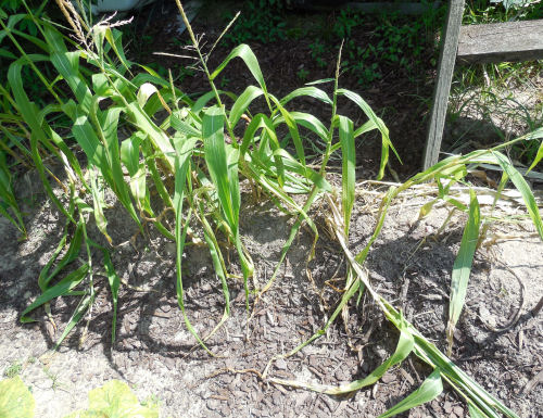 corn stalks after squirrel damage Corn after