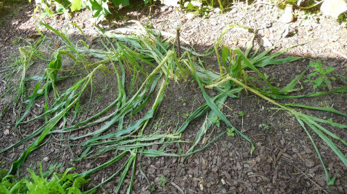damaged corn stalks Corn after