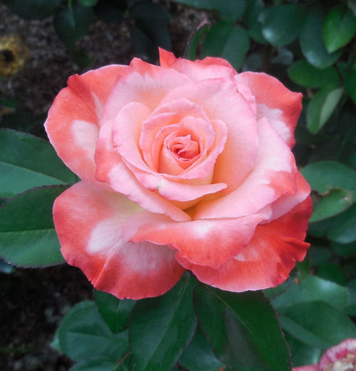 Variegated rose