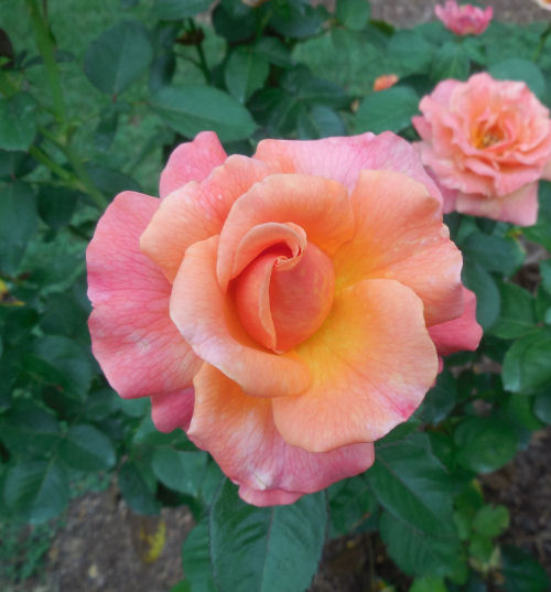 Variegated rose