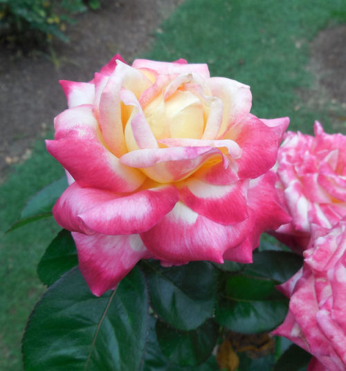 Variegated rose