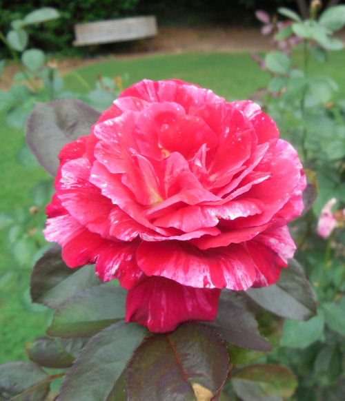 Variegated rose