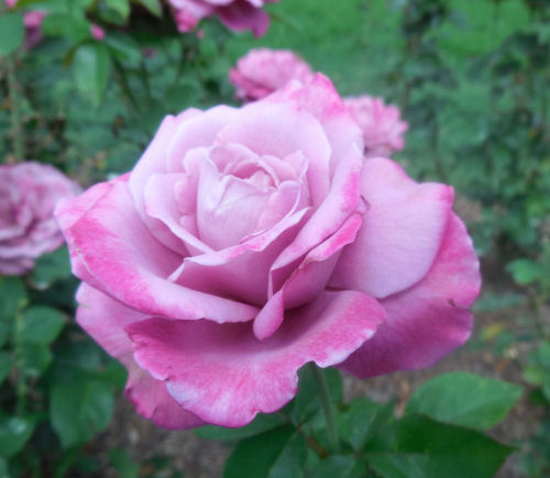 Variegated rose