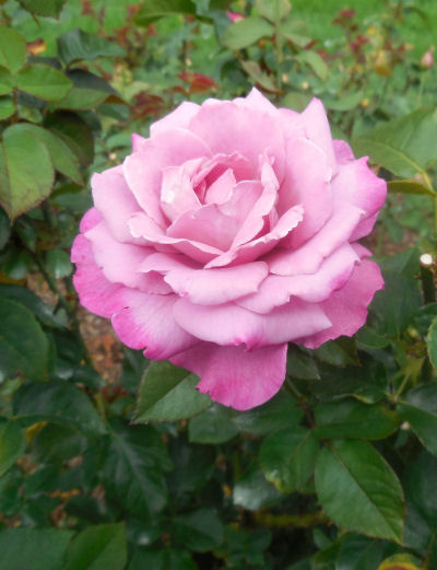 Variegated rose