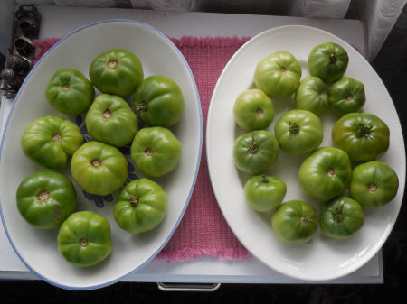 green Tomatoes 