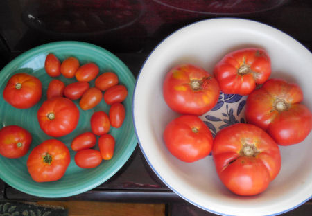 Ripened tomatopes