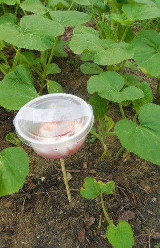 Sqruirrel deterrents in the garden.