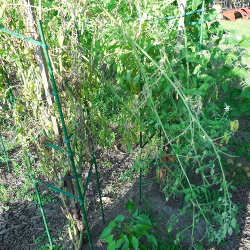 damaged tomato plants Tomato plants after the squirrels