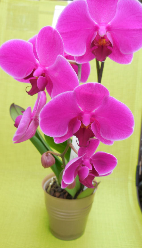 DSCN0351