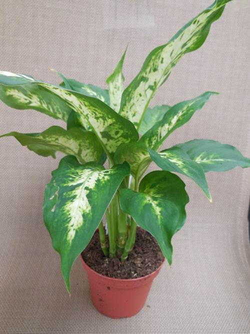 Dieffenbachia plant