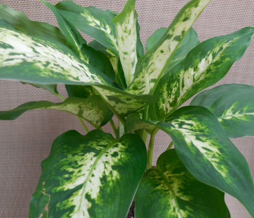 deiffenbachia leaves